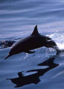 OCEAN ACROBATS, THE SPINNER DOLPHINS