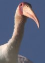 d�tail
