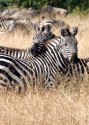 d�tail