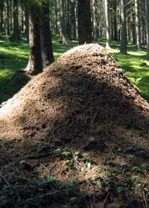 ARCHITECTS OF THE NATURAL WORLD
