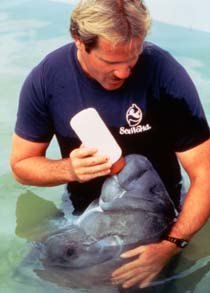 DUGONGS AND MANATEES